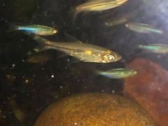 Rasbora trilineata