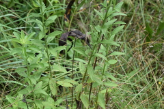 Nidorella resedifolia
