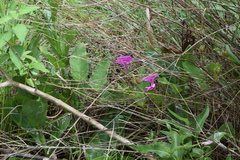 Ipomoea pellita