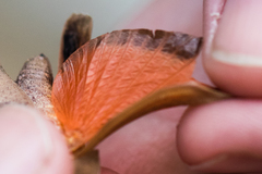 Tomonotus ferruginosus