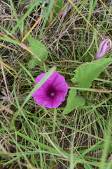 Ipomoea pellita
