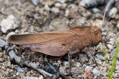 Tomonotus ferruginosus