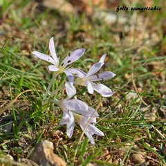 Colchicum cupanii
