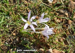 Colchicum cupanii