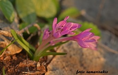 Colchicum cupanii