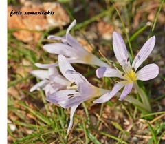 Colchicum cupanii
