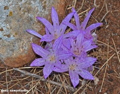 Colchicum macrophyllum