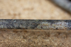 Naetrocymbe punctiformis