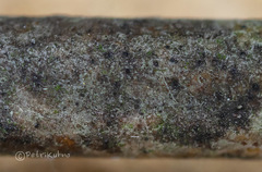 Naetrocymbe punctiformis