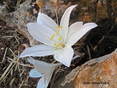 Colchicum macrophyllum