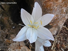 Colchicum macrophyllum