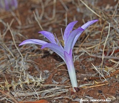 Colchicum macrophyllum