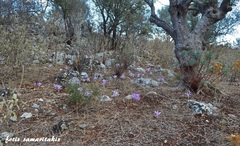 Colchicum macrophyllum
