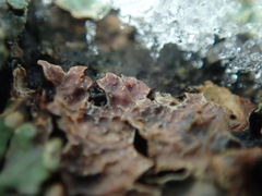 Nectriopsis rubefaciens