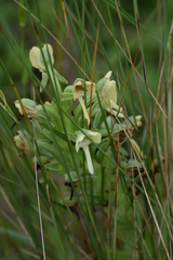 Habenaria epipactidea