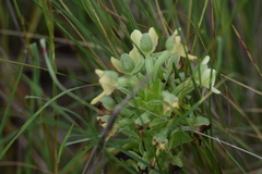 Habenaria epipactidea