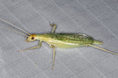 Oecanthus exclamationis