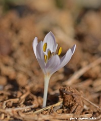 Colchicum pusillum