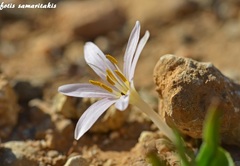 Colchicum pusillum