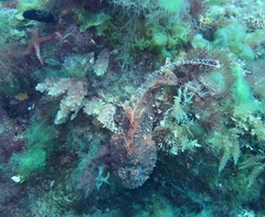 Scorpaena sumptuosa