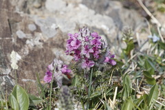 Pedicularis amoena