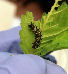 Polygonia interrogationis