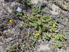 Cotula discolor