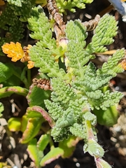 Cotula discolor