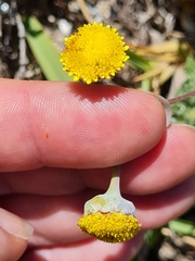 Cotula discolor