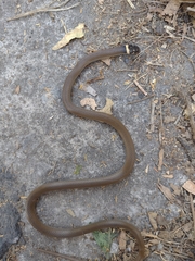 Tantilla