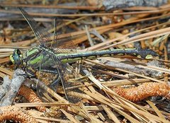 Gomphurus septima