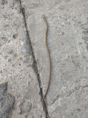 Tantilla