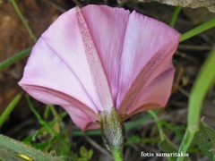 Convolvulus althaeoides althaeoides