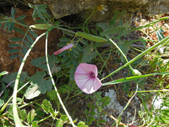 Convolvulus althaeoides althaeoides