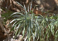 Convolvulus argyrothamnos