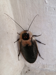 Blaberus craniifer
