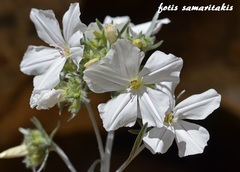 Convolvulus argyrothamnos