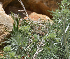 Convolvulus argyrothamnos