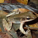 Brilliant Forest Frog - Photo (c) Tom Kirschey, some rights reserved (CC BY-NC), uploaded by Tom Kirschey