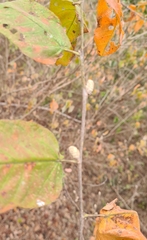 Croton sonorae