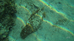 Chondrilla nucula
