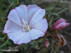 Convolvulus oleifolius
