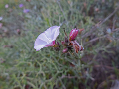 Convolvulus oleifolius