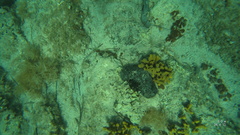 Chondrilla nucula