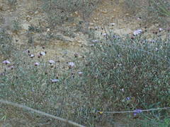Convolvulus oleifolius