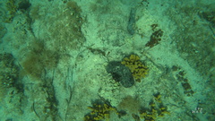 Chondrilla nucula