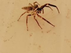 Pseudemathis trifida