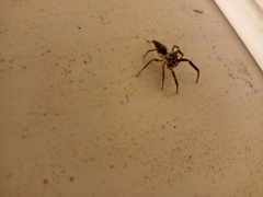 Pseudemathis trifida