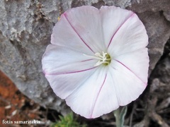 Convolvulus oleifolius