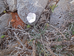 Convolvulus oleifolius
